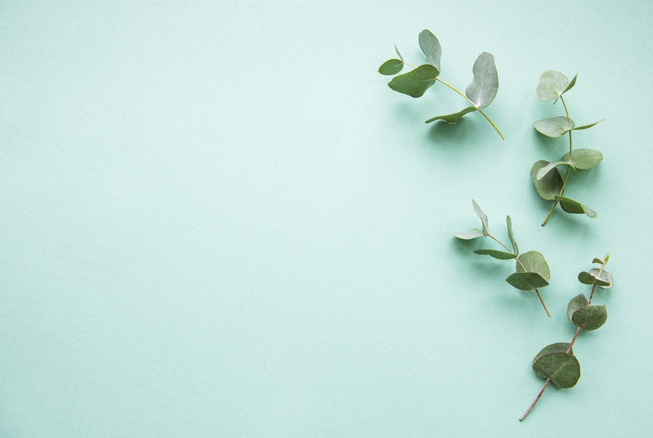 eucalyptus-branches.jpg
